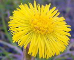 پای کره اسبی